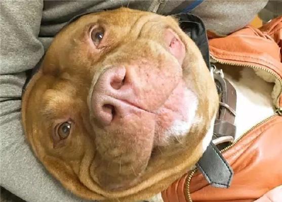 比特犬与小孩和谐共处的秘诀（宠物教育、儿童安全、家庭融合）