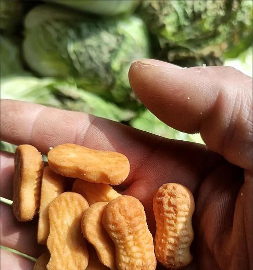 小花生使用教程（小花生应用全面解析，让你的生活更便捷快乐）